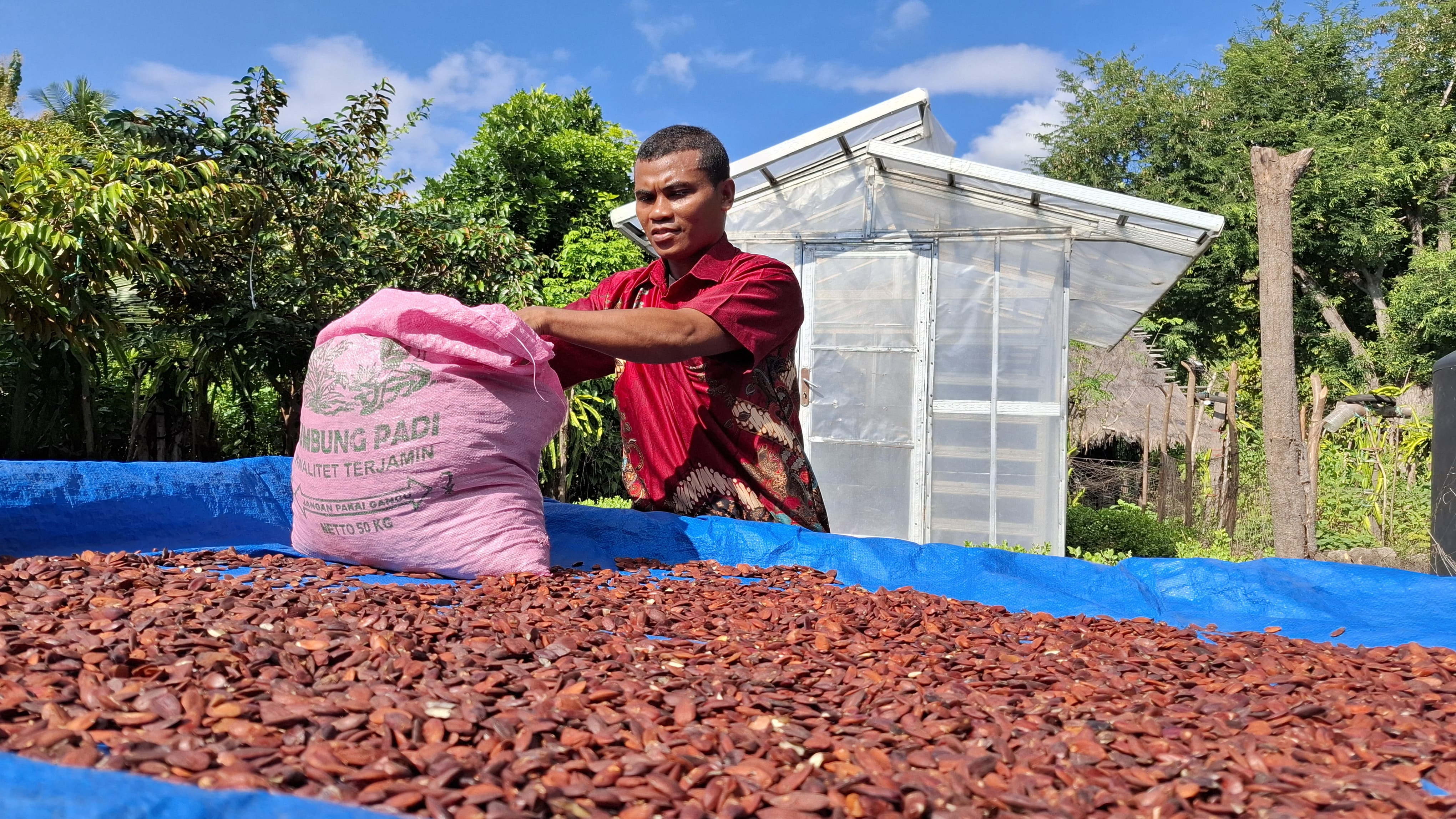 Seorang pengepul kenari di Kabupaten Alor, Nusa Tenggara Timur.