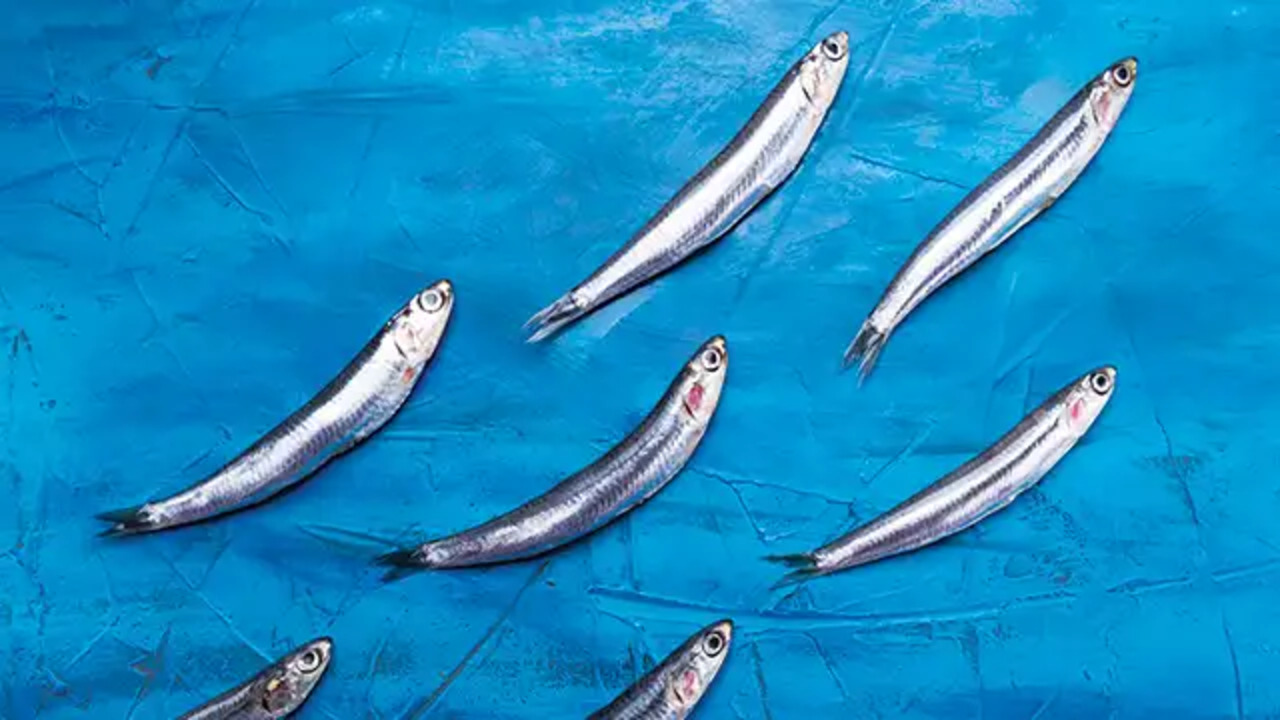 Jenis Ikan yang Bagus untuk Ibu Hamil