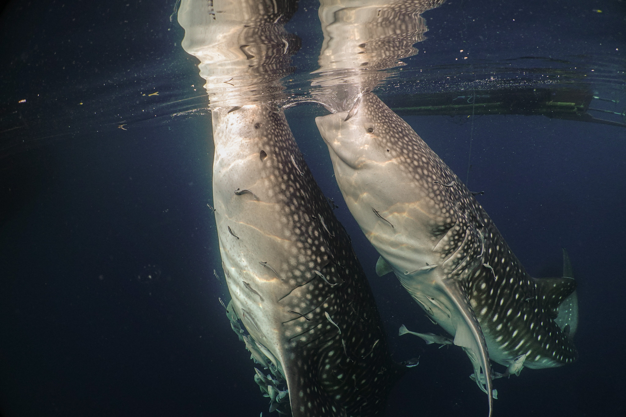 Momen langka dua hiu paus melakukan vertikal feeding