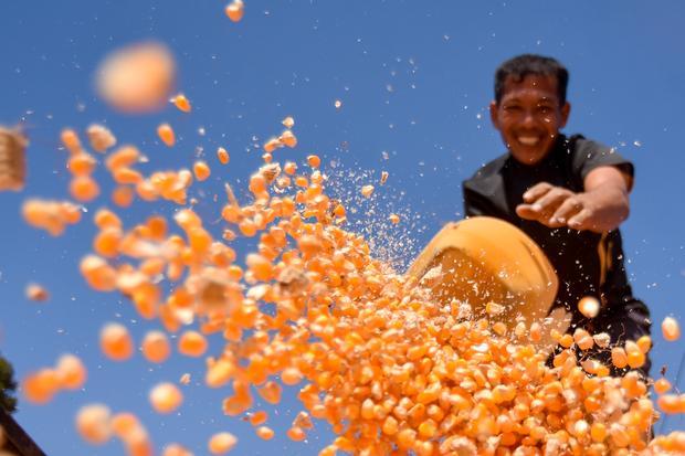 Petani padi beralih tanam jagung di Palembayan
