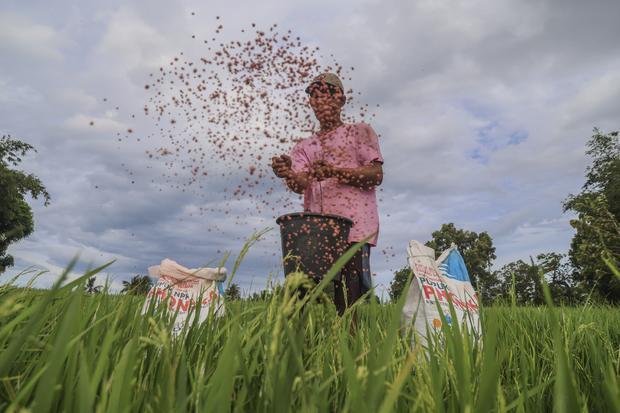 Penyaluran pupuk subsidi terbesar di Sulawesi Selatan