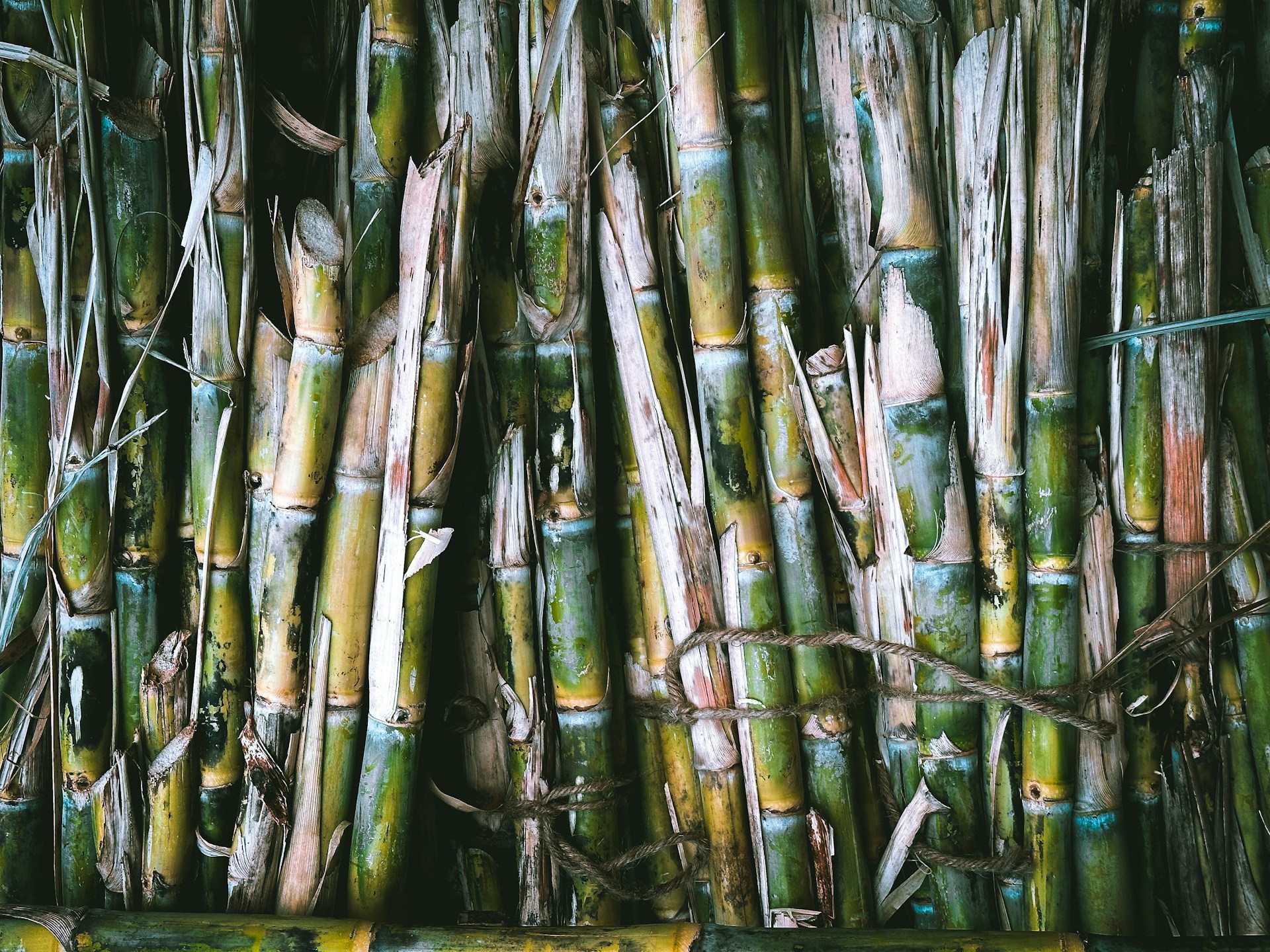 tradisi pasang tebu saat imlek