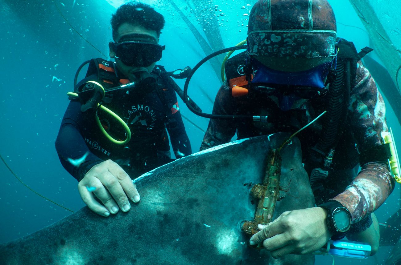 Tag satelit di tubuh hiu paus