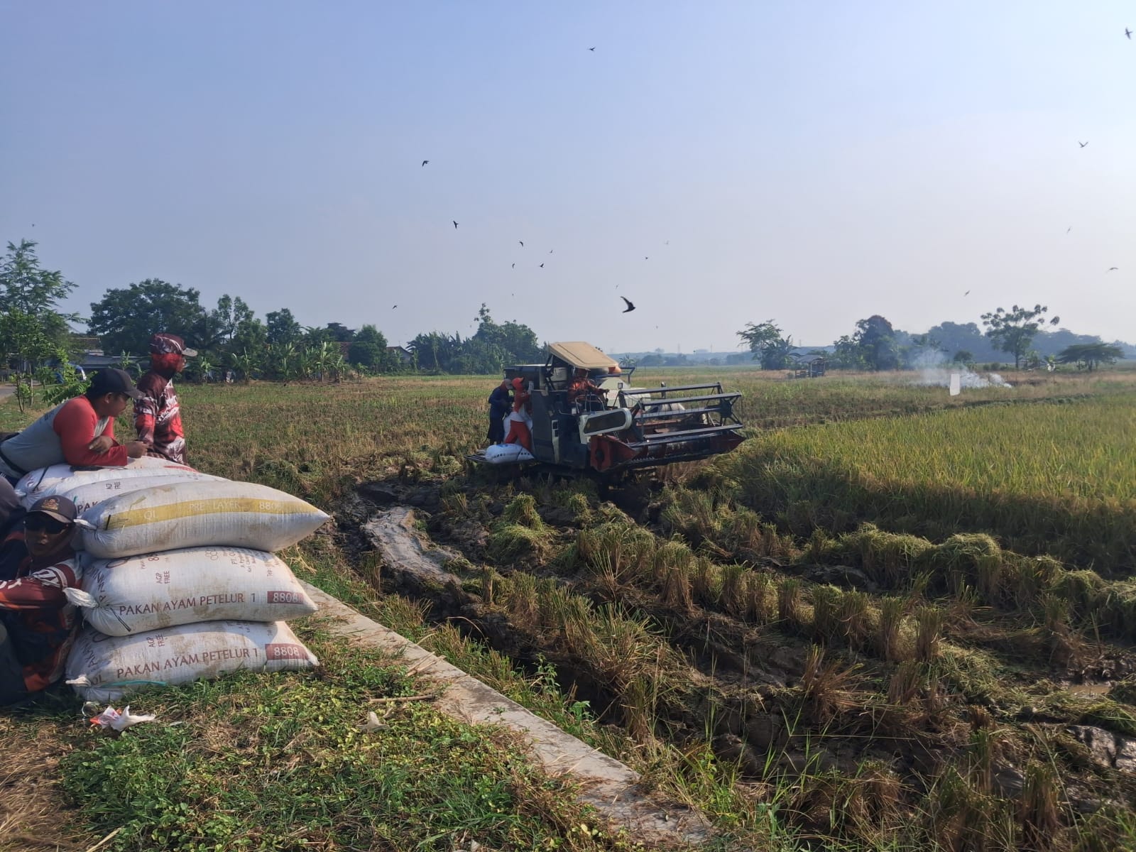 Petani memanen padi menggunakan mesin panen modern yang mempercepat proses panen di Karawang, Jawa Barat, Jumat (15/5).