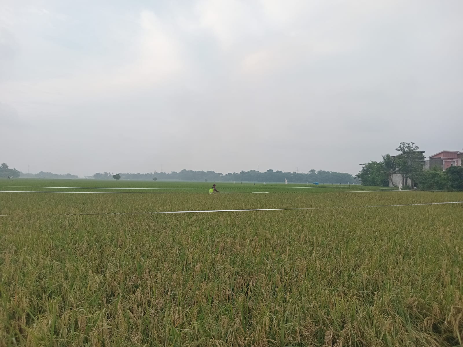 Petani memupuk tanaman padi untuk menjaga kualitas produksi, di Desa Hegar Mukti, Kabupaten Bekasi, Jawa Barat, Jumat (15/5)