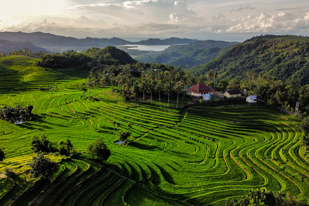 Desa Wisata Bilebante menawarkan suasana pedesaan dengan hamparan persawahan.