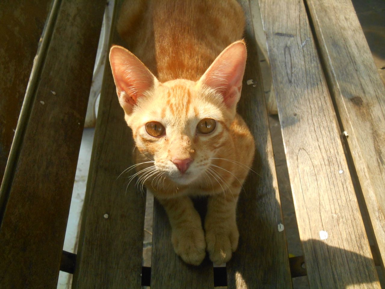 Nama Kucing Lucu Bernuansa Jepang