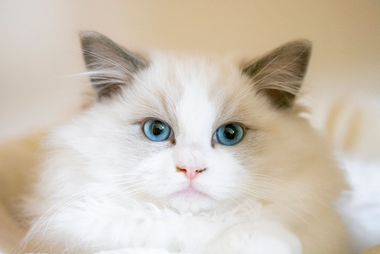 ide nama kucing lucu