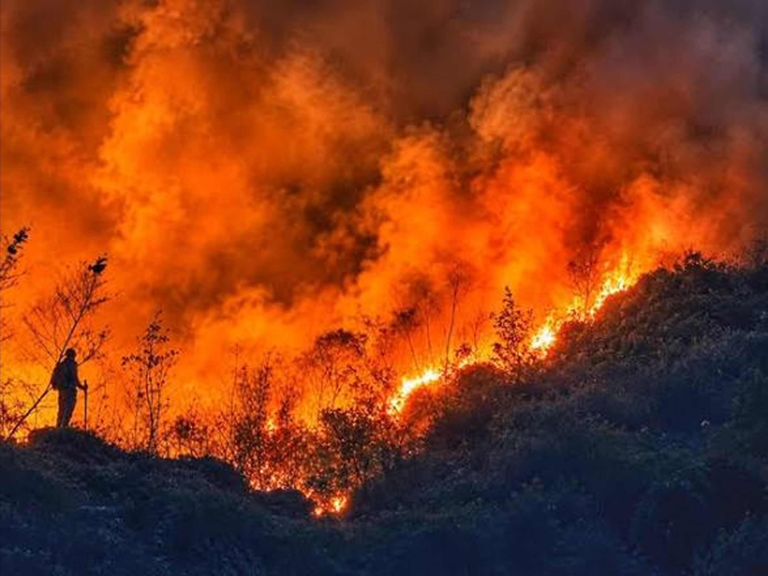 Profil Taman Nasional yang kena kebakaran
