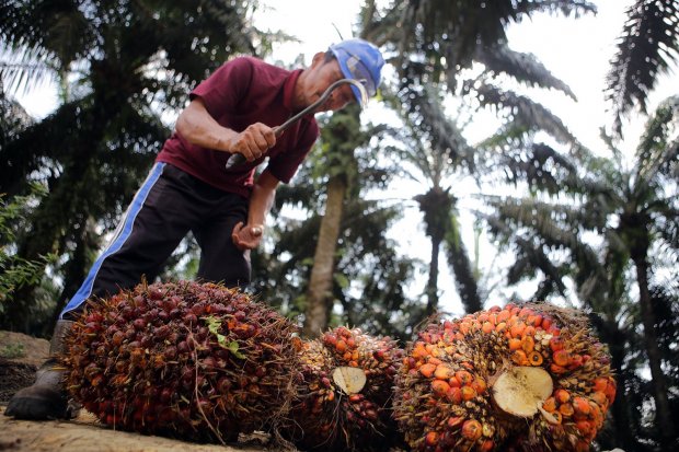 Ilustrasi, panen buah kelapa sawit. Meski produksi dan penjualan CPO turun, PP London Sumatra Indonesia mampu mencatatkan kenaikan laba 109% berkat penurunan beban secara signifikan.