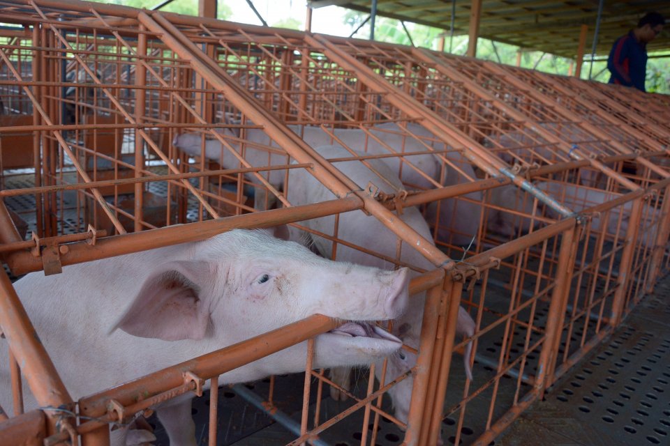Temuan Flu Babi Baru, Kementan Tegaskan Tak Impor Babi dari Tiongkok.
