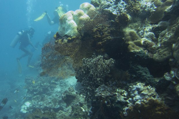 Terumbu karang