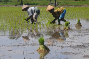 Petani Menanam Padi