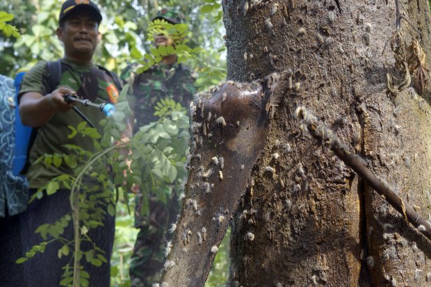  Kerugian Akibat Rayap  Capai Rp 2 8 Triliun Setiap Tahun 