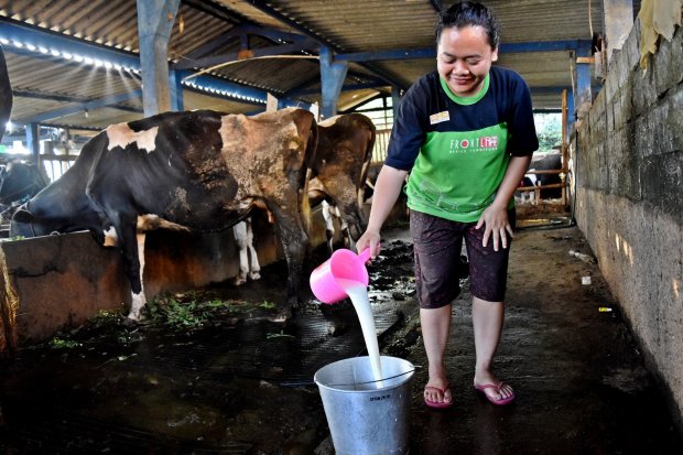 Peternak menuangkan susu sapi hasil perahan di kandang komunal Kelompok Tani Ternak Gondang Makmur, Sumogawe, Kabupaten Semarang, Jawa Tengah, Jumat (