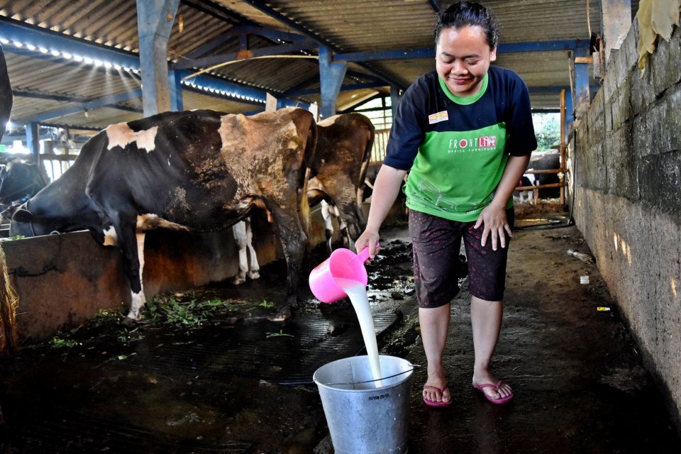 Dorong Produksi Susu Segar Lokal Kemenperin Usul Bea Masuk