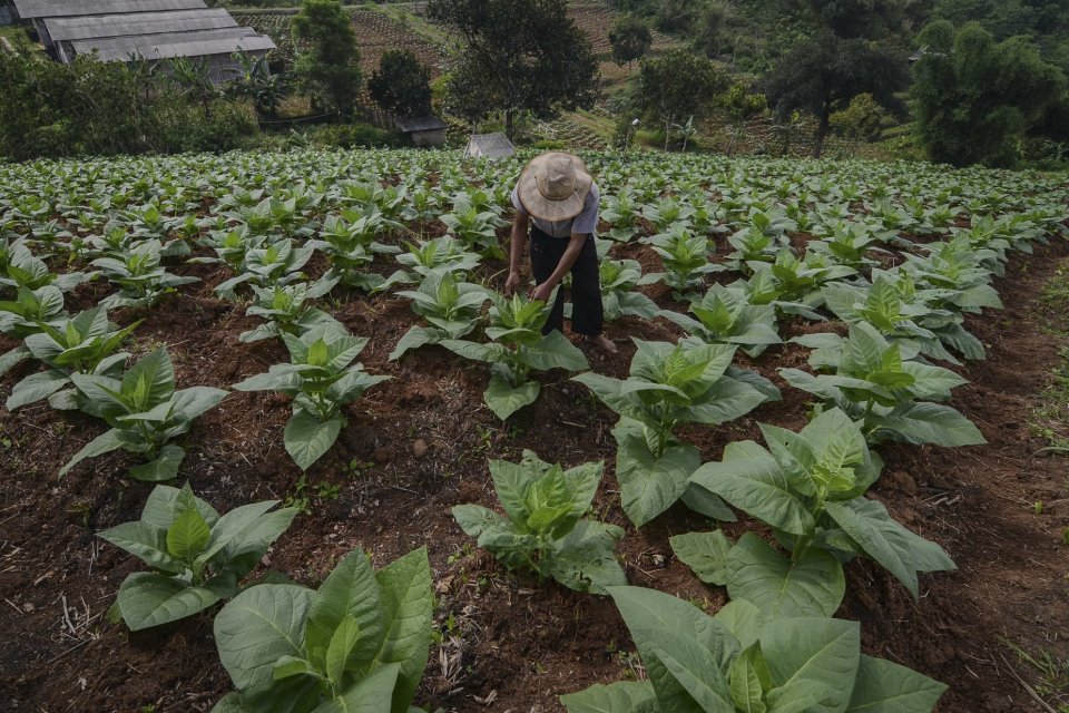 Petani memberikan pupuk untuk tanaman tembakau di Desa Cigagak, Kabupaten Bandung, Jawa Barat, Jumat (22/12).