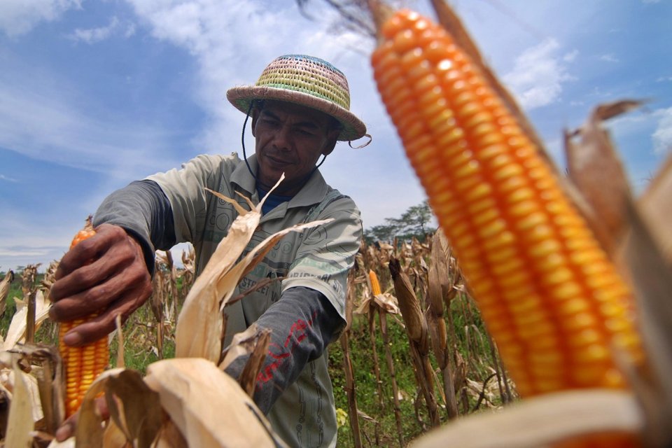 Petani memanen jagung di Kaliwungu, Kabupaten Semarang, Jawa Tengah, Minggu (18/12). Kementerian Pertanian memastikan mulai 2017 pemerintah sudah menutup impor jagung, khususnya untuk kebutuhan baku industri pakan ternak, karena sudah tercukupi dari produ