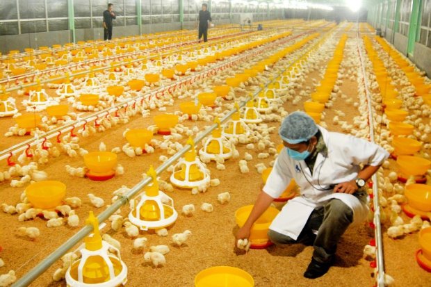 Berdikari, produksi pakan ternak ayam