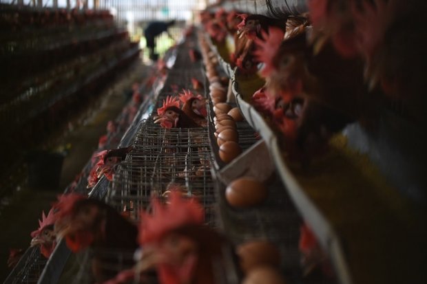 Indonesia Ekspor Perdana 6 Ton Nugget Ayam ke Jepang