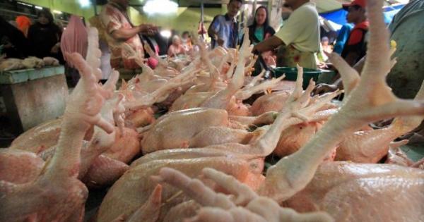 7 Manfaat Daging Ayam dan Kandungan Gizi untuk Diet - Lifestyle