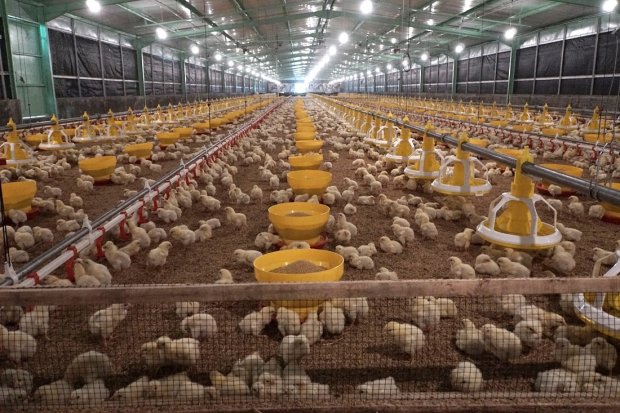 Ilustrasi, peternakan ayam. Gabungan Perusahaan Makanan Ternak (GPMT) meminta pemerintah memastikan transportasi dan distribusi yang berhubungan dengan pakan dan bahan pokok, jika keputusan karantina kewilayahan (lockdown) diterapkan.