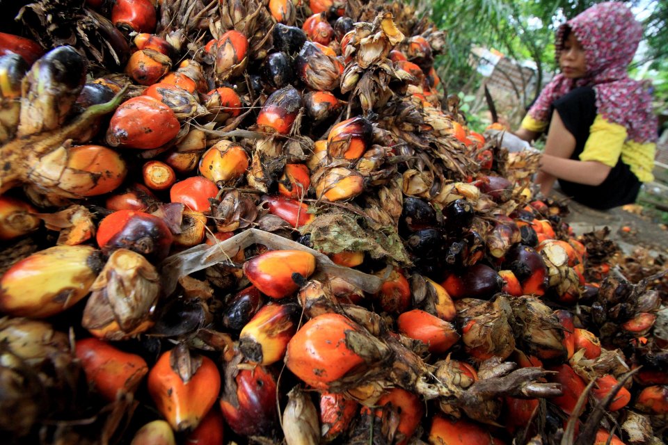 Pekerja merontokkan buah kelapa sawit dari tandannya di Desa Sido Mulyo, Aceh Utara, Aceh, Kamis (26/10). Para pekerja manyoritas kaum perempuan mengaku, dalam sehari mereka mampu memisahkan dan merontokkan biji kelapa sawit sebanyak 250 kilogram dengan u