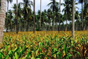 Ekspor Jagung