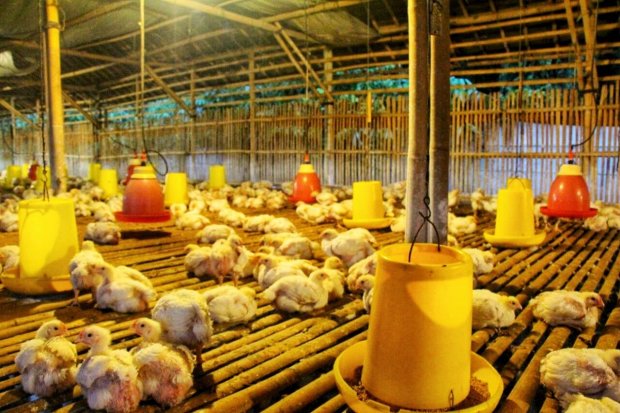 Peternak broiler berencana melakukan unjuk rasa terkait harga ayam hidup yang anjlok