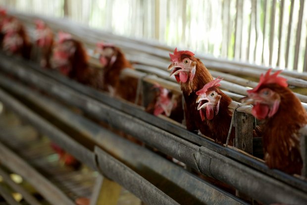 Sejumlah ayam bertelur di peternakan , kawasan Cibinong, Bogor, Jawa Barat (16/12). Menjelang perayaan Natal dan Tahun Baru (Nataru) 2018, harga kebutuhan pokok seperti telur kini mulai tercatat naik. Kenaikan harga telur mencapai Rp 4 ribu per kilogram (
