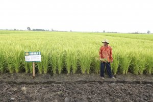 Petani