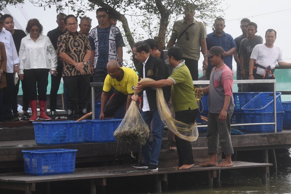 Presiden Joko Widodo panen udang di Muara Gembong, Bekasi