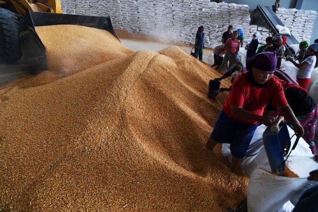 Bantuan jagung impor untuk peternak