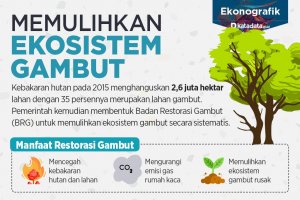 Memulihkan Ekosistem Gambut