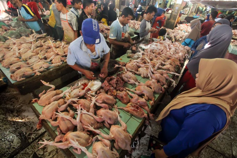 Pembeli memilih ayam potong di pusat pasar daging Kota Lhokseumawe, Aceh, Sabtu (4/5/2019). Meningkatnya permintaan daging ayam potong pada perayaan tradisi Meugang pertama Ramadhan 1440 Hijriah mendongkrak harga dari Rp22 ribu per kilogram naik menjadi R