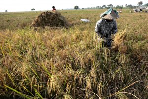 Petani