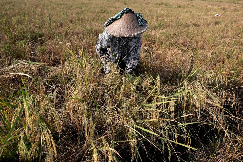 Petani dikawasan Marunda, Cilincing, Jakarta mulai sibuk memanen padi yang sudah mulai menguning (5/7). Rata-rata harga beras kualitas medium di penggilingan sebesar Rp 9.166 per kg atau naik sebesar 0,26 persen. Sedangkan rerata hara beras kualitas renda