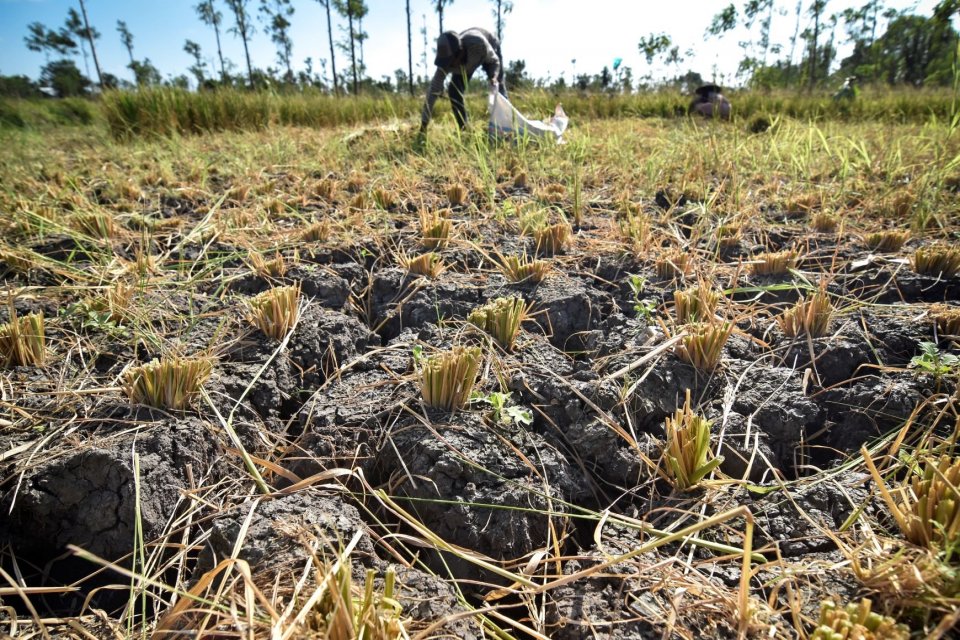 Petani mengumpulkan tanaman padi yang rusak untuk dijadikan pakan ternaknya di Desa Batujai, Kecamatan Praya Barat, Lombok Tengah, NTB, Kamis (11/7/2019). Menurut keterangan para petani di daerah tersebut, ratusan hektar tanaman padi mereka mengalami gaga
