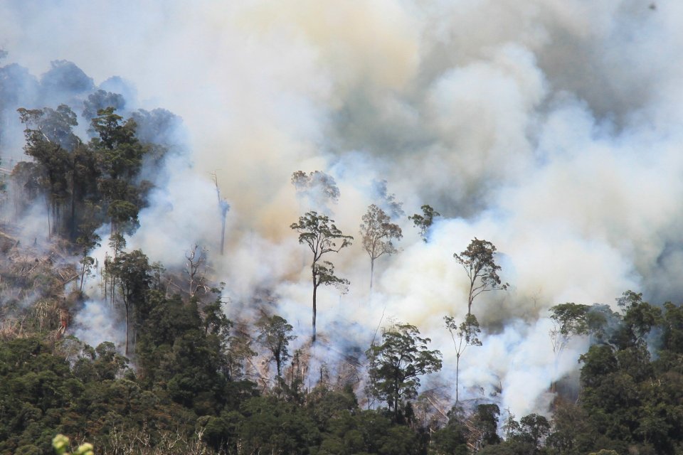 kebakaran hutan dan lahan, kebakaran hutan di kalimantan, kementerian lingkungan hidup