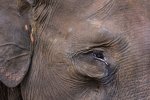 Populasi Gajah Sumatera Menyusut