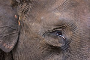 Populasi Gajah Sumatera Menyusut
