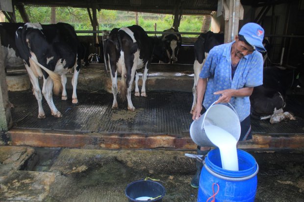 produksi susu, peternakan sapi, umkm