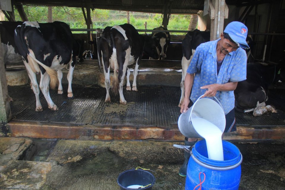 Menteri Perdagangan Agus Suparmanto akan mengevaluasi rencana pengenaan tarif balasan terhadap produk susu.
