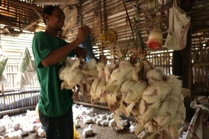 peternak ayam