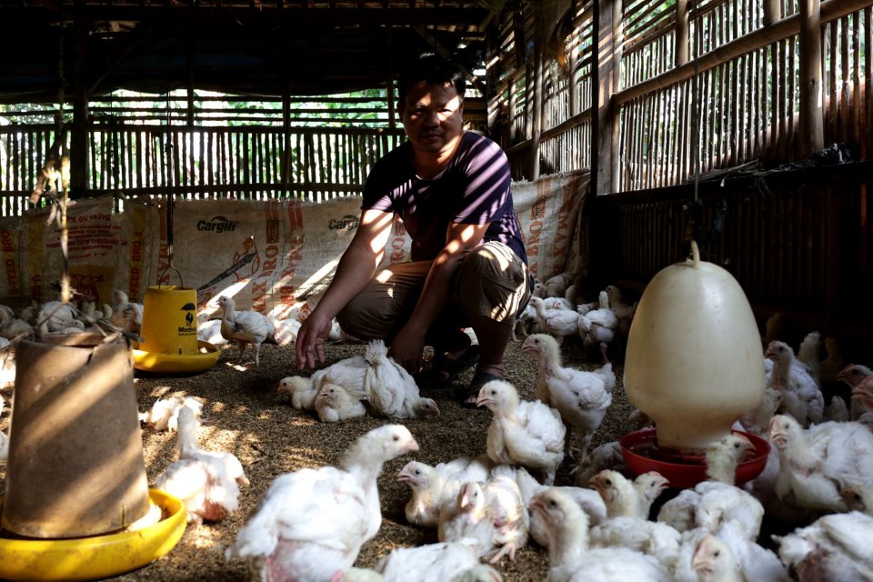 Adhi pemilik peternakan ayam Bogor mengaku membuka usaha ayam potong adalah sebuah solusi dalam kondisi ini, Jawa Barat (31/8). 