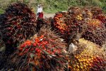 Produksi Minyak Sawit Indonesia
