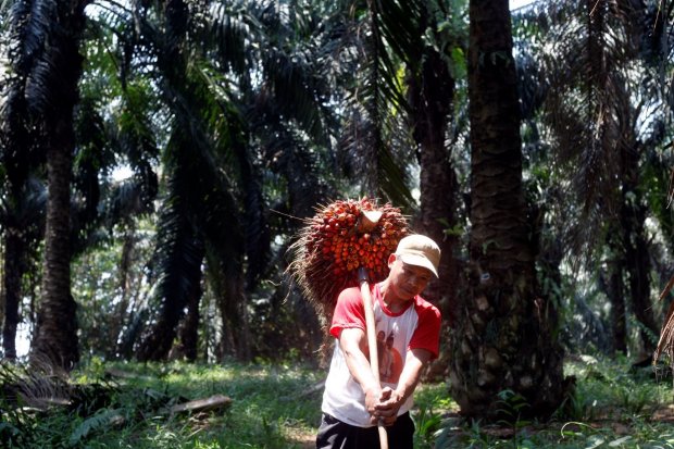 kelapa sawit, hutan