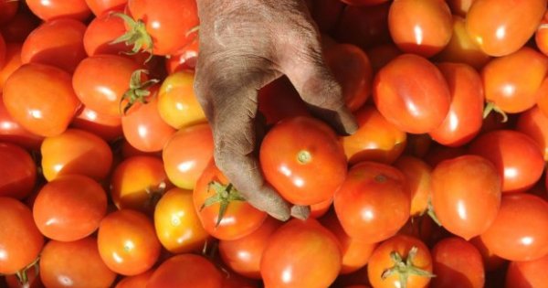 9 Manfaat Masker Tomat untuk Wajah dan Cara Membuatnya - Lifestyle  Katadata.co.id