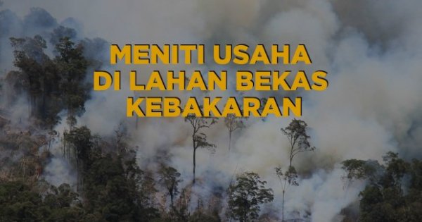 Video: Meniti Usaha di Lahan Bekas Kebakaran Hutan