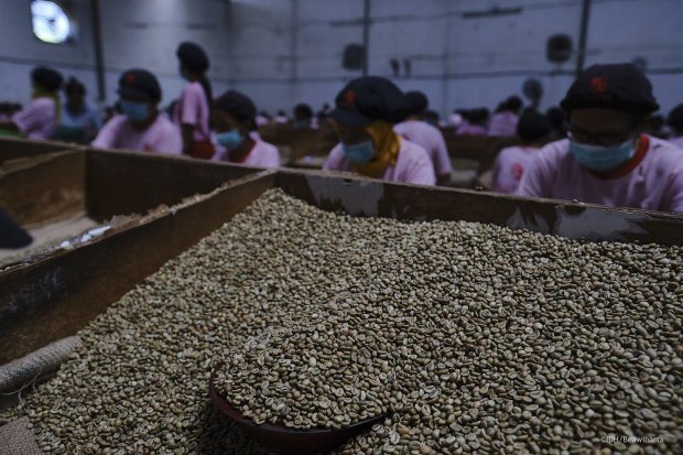 Pekerja PT Asal Jaya, menyortir biji kopi Robusta untuk pangsa pasar ekspor, Malang, Jawa Timur.